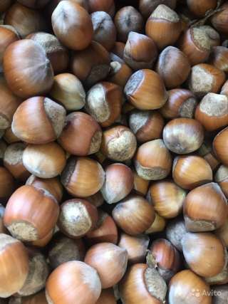 Орех грецкий, фундук