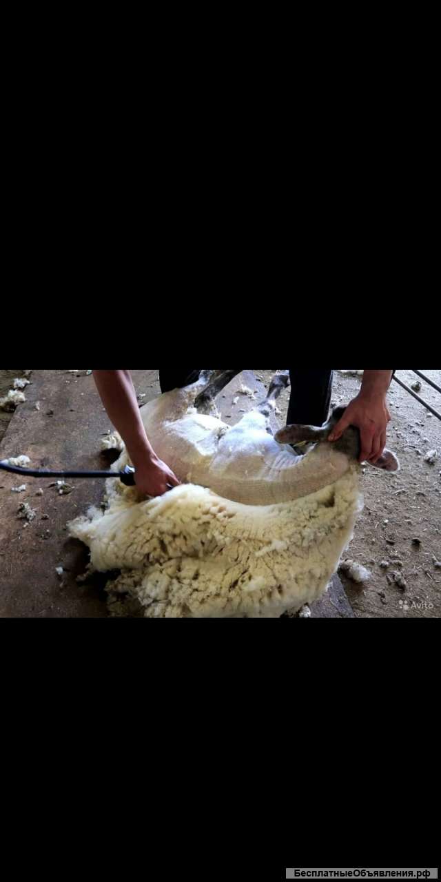 Стришка овец и коз