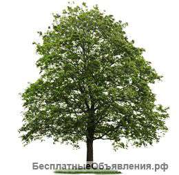 СПИЛ_ДЕРЕВЬЕВ Симферополь,Республика Крым, Севастополь