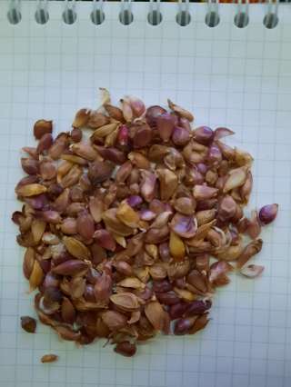 Бульбочка чеснока Добрыня