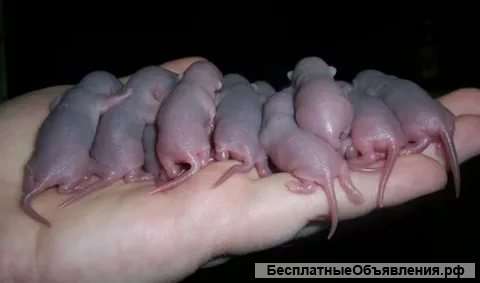 Крысята Пасюки от дикой серой крысы