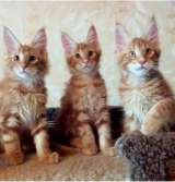 Шикарные котята породы Мейнкун