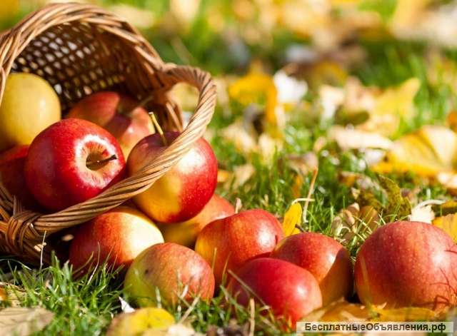 Сборщики урожая яблок