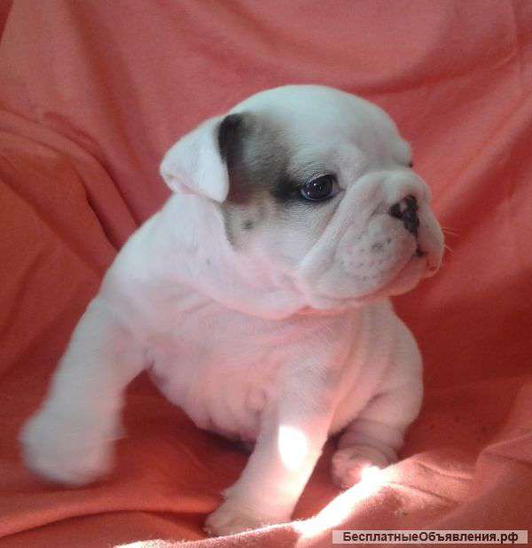 Бульдого дети