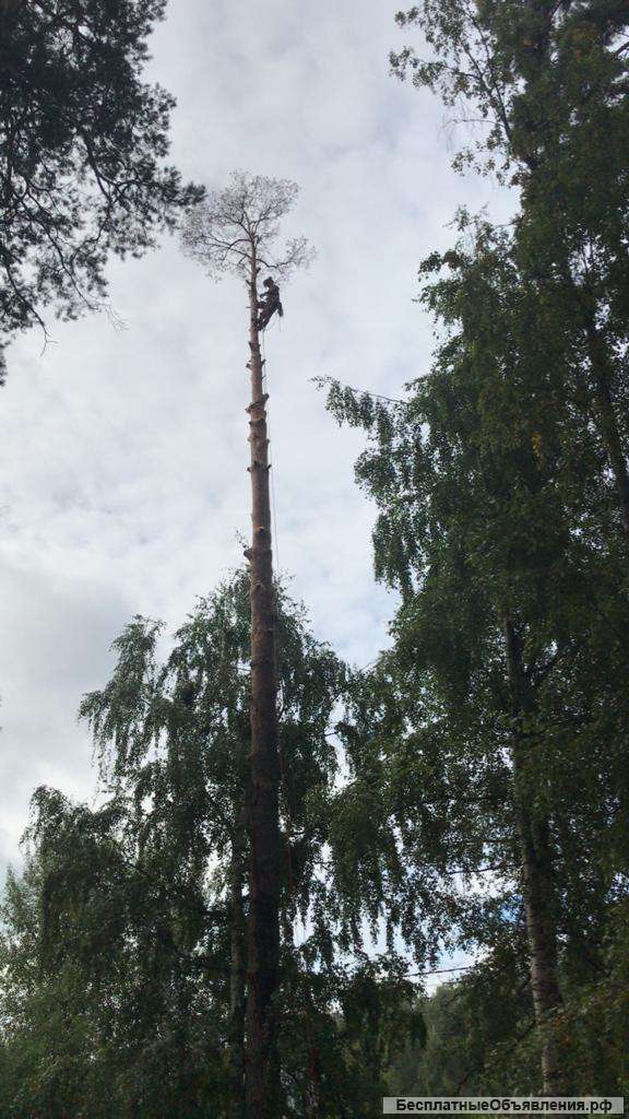 Удаление аварийных деревьев