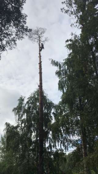 Удаление аварийных деревьев