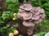 Мицелий вешенки, шампиньона и других грибов