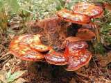 Мицелий вешенки, шампиньона и других грибов