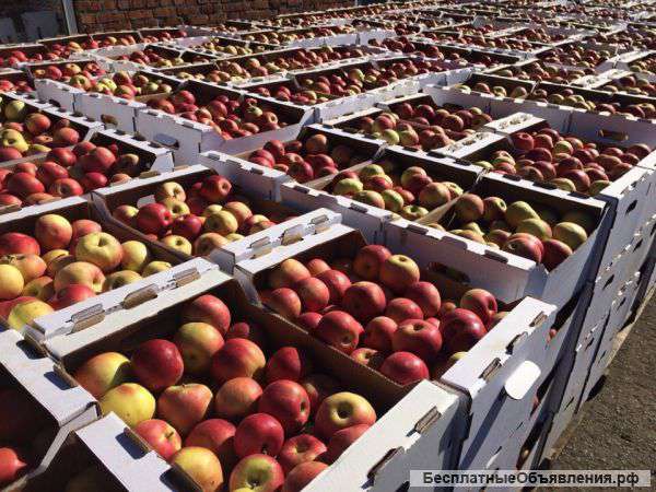 Яблоки от 20 тонн (все сорта)