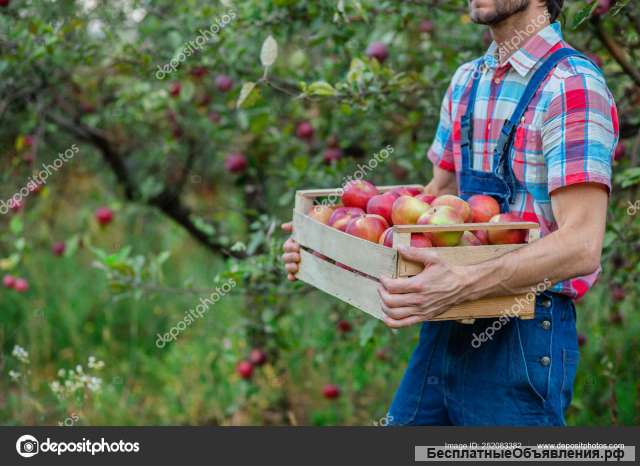 Требуется рабочий на сбор яблок