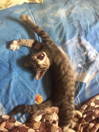 Котёнок ищет дом