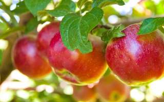 Бригады на сбор урожая (яблок)