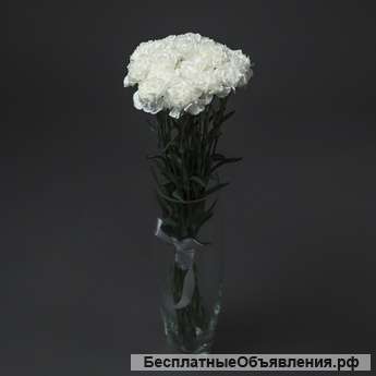 Букет из 15 белых гвоздик