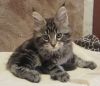 Мейн-кун девочки-рыськи 3 месяца с документами