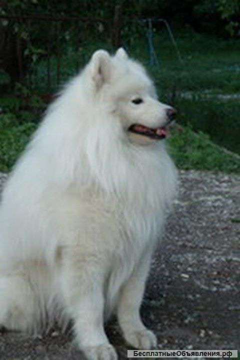 Щенки самоедской лайки