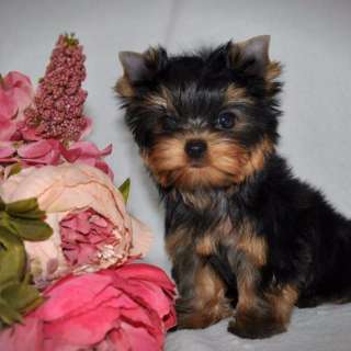 Йоркширский терьер