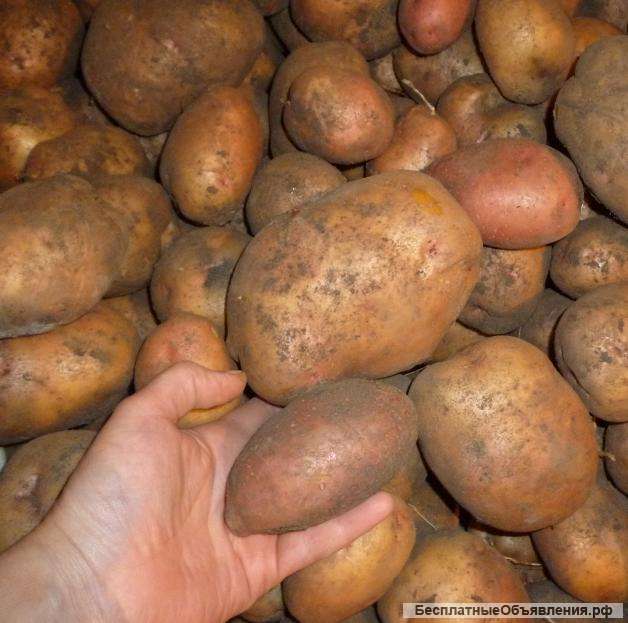 Свежий картофель