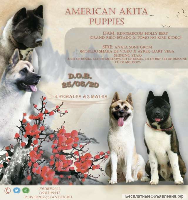 Лучшая девочка Американской Акиты