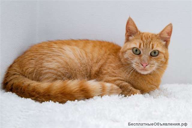 Рыжая кошка в добрые руки