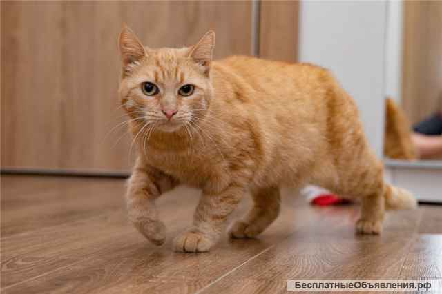 Рыжая кошка в добрые руки
