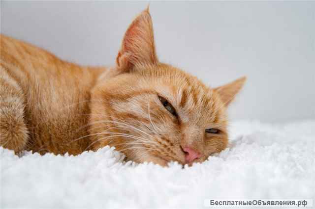 Рыжая кошка в добрые руки