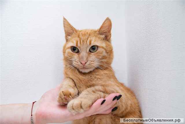 Рыжая кошка в добрые руки