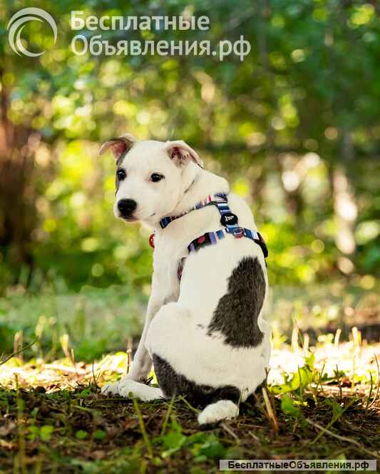 Красивый щенок Дарт в добрые руки