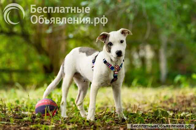 Красивый щенок Дарт в добрые руки