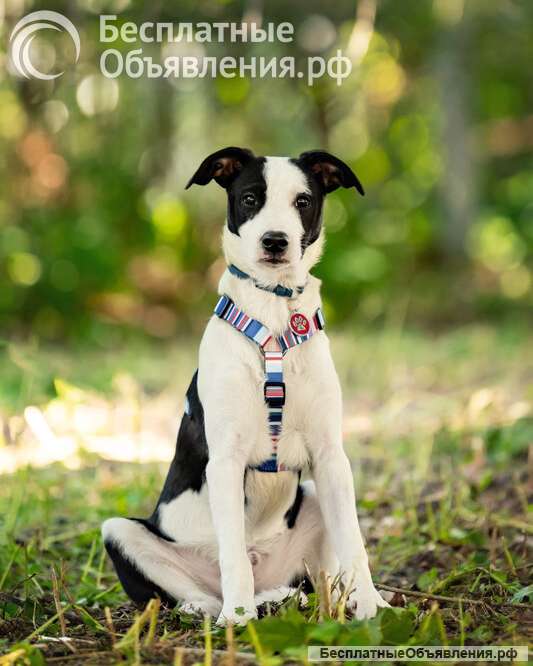 Прекрасный щенок Дарэлл в добрые руки