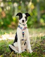 Прекрасный щенок Дарэлл в добрые руки