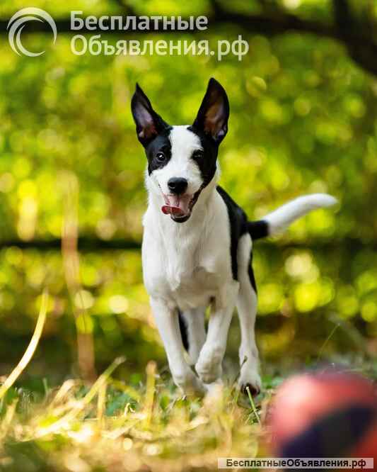 Прекрасный щенок Дарэлл в добрые руки