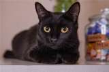 Чёрная кошка Раста в добрые руки