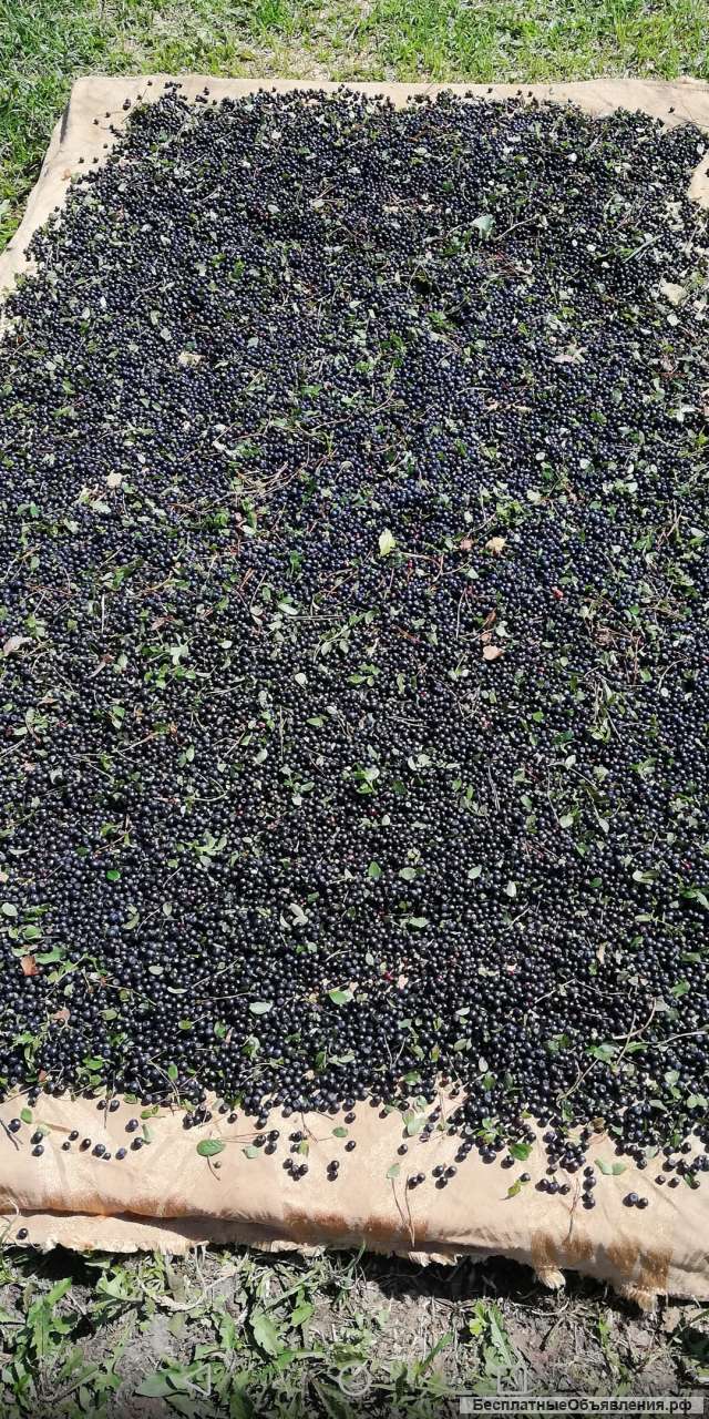 Сушеная черника
