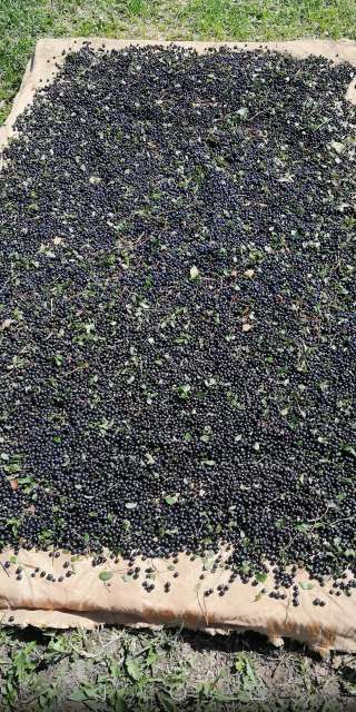 Сушеная черника