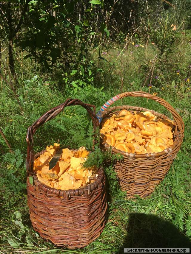Лисички свежие