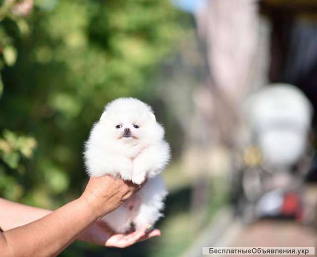 Девочка померанского шпица белого окраса
