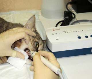 Ультразвуковая чистка зубов кошкам и собакам