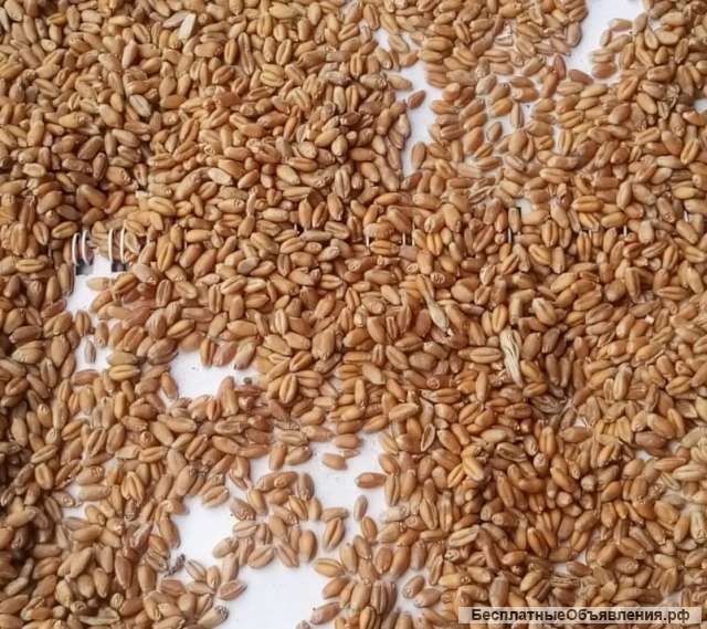 Зерно с доставкой в Калужскую область