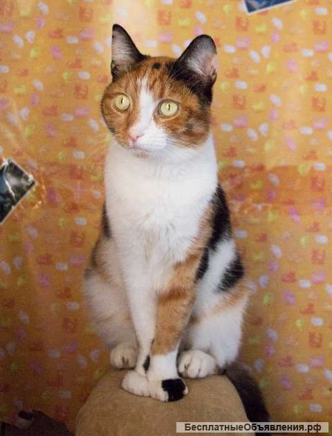 Уютная кошка Фрося в добрые руки