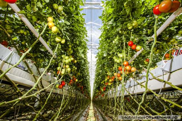 Работники теплицы вахта с проживанием