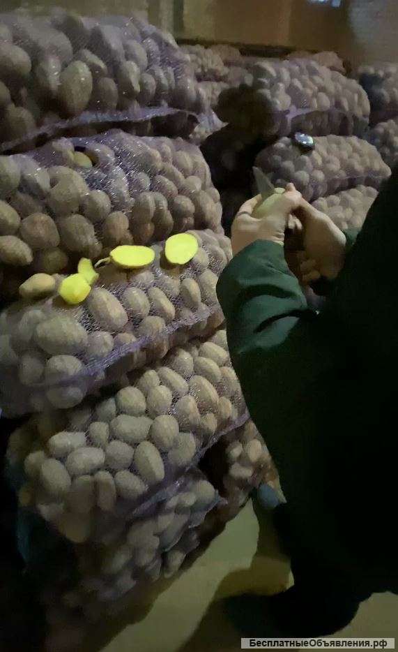 Картофель оптом с КФХ