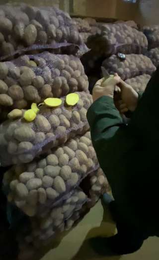 Картофель оптом с КФХ