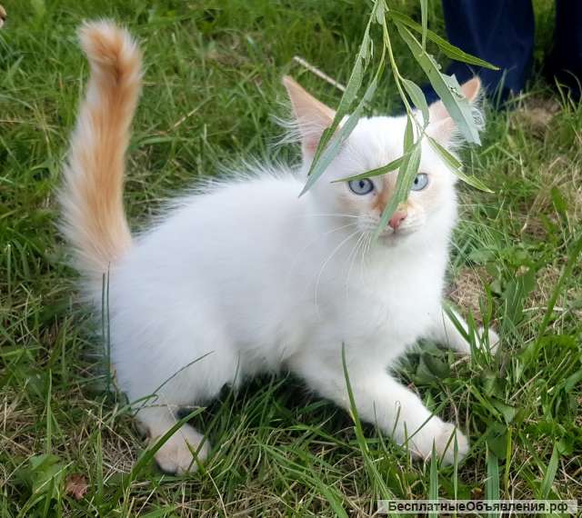 Отдадим котят в хорошие руки