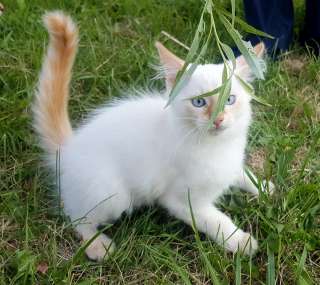 Отдадим котят в хорошие руки