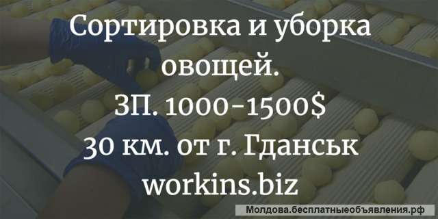 Работа на производственной линии. Сортировка и уборка овощей