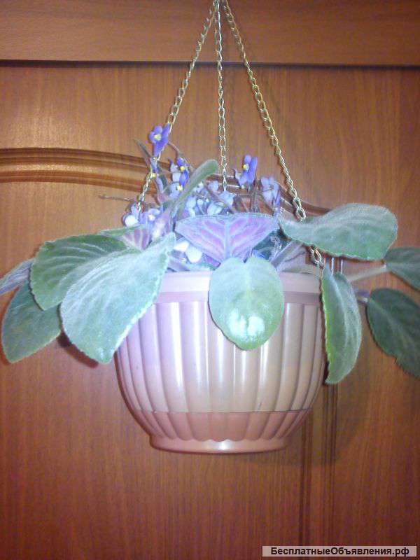 Фиалка,декабрист и орхидея не дорого