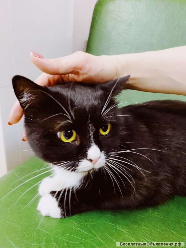 Дружелюбный кот Лео в добрые руки