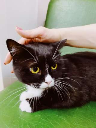 Дружелюбный кот Лео в добрые руки