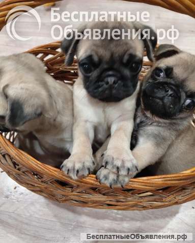 Щенки мопса