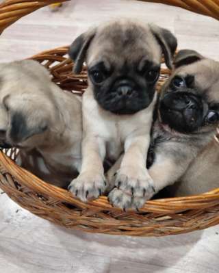 Щенки мопса